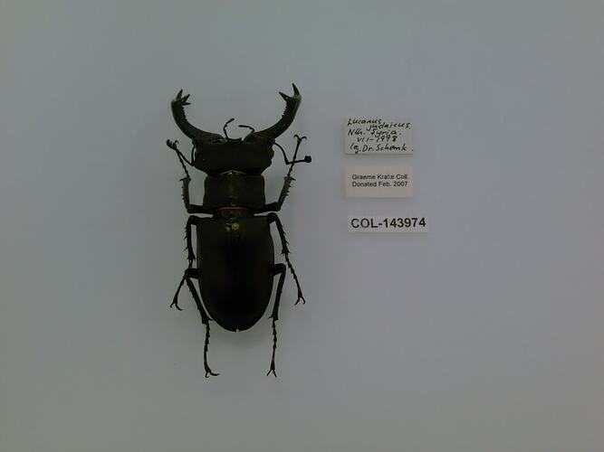 Shiny black beetle specimen with large mandibles, pinned next to text labels.