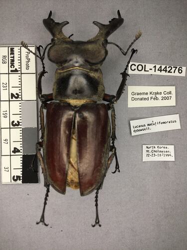 Shiny brown beetle specimen with large mandibles, pinned next to text labels.