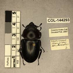 Shiny brown beetle specimen with large mandibles, pinned next to text labels.