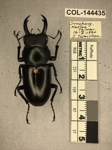 Shiny brown beetle specimen with large mandibles, pinned next to text labels.