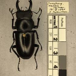 Shiny brown beetle specimen with large mandibles, pinned next to text labels.
