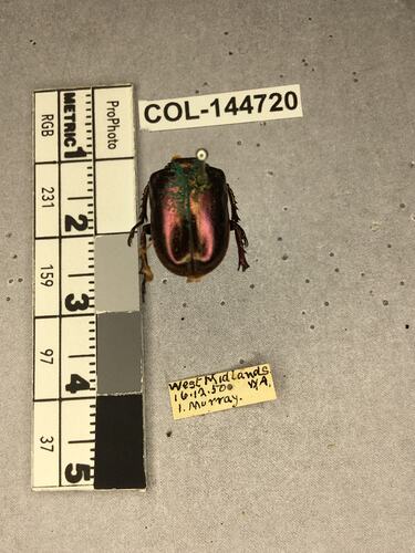 Shiny brown beetle specimen with large mandibles, pinned next to text labels.