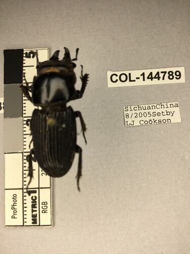 Shiny brown beetle specimen with large mandibles, pinned next to text labels.