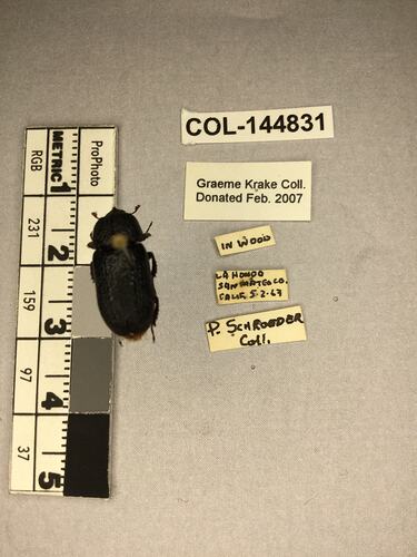 Shiny brown beetle specimen with large mandibles, pinned next to text labels.