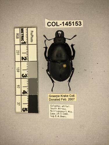 Shiny brown beetle specimen with large mandibles, pinned next to text labels.