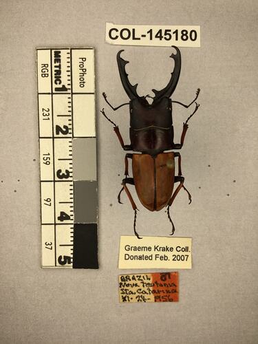 Shiny brown beetle specimen with large mandibles, pinned next to text labels.