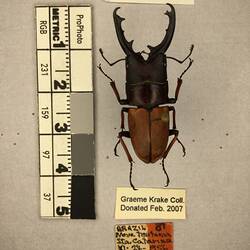Shiny brown beetle specimen with large mandibles, pinned next to text labels.