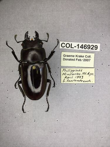 Shiny brown beetle specimen with large mandibles, pinned next to text labels.