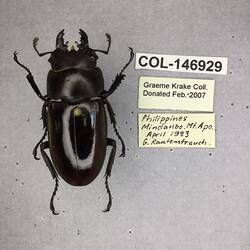 Shiny brown beetle specimen with large mandibles, pinned next to text labels.