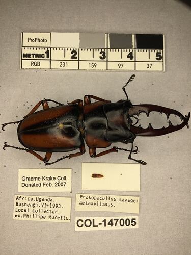 Shiny brown beetle specimen with large mandibles, pinned next to text labels.