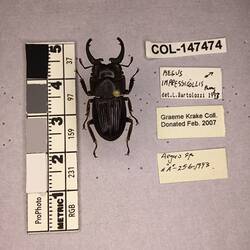 Shiny brown beetle specimen with large mandibles, pinned next to text labels.
