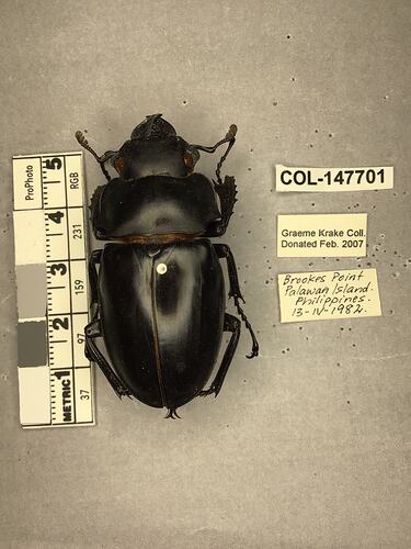 Shiny brown beetle specimen with large mandibles, pinned next to text labels.
