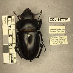 Shiny brown beetle specimen with large mandibles, pinned next to text labels.