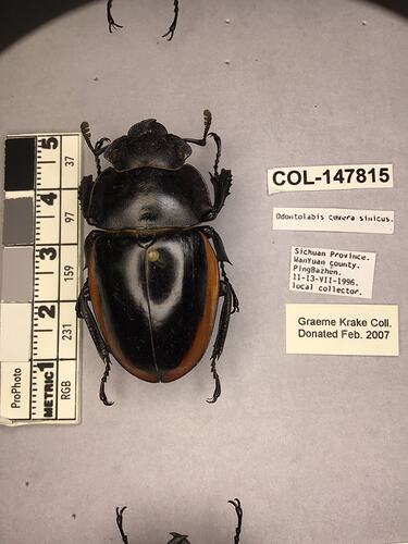 Shiny brown beetle specimen with large mandibles, pinned next to text labels.