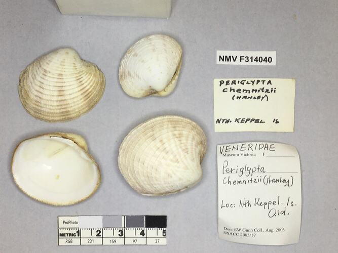 Dry Venus Clam shells beside labels.
