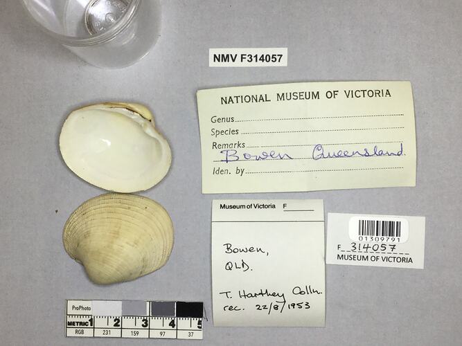 Dry Venus Clam shell beside labels.