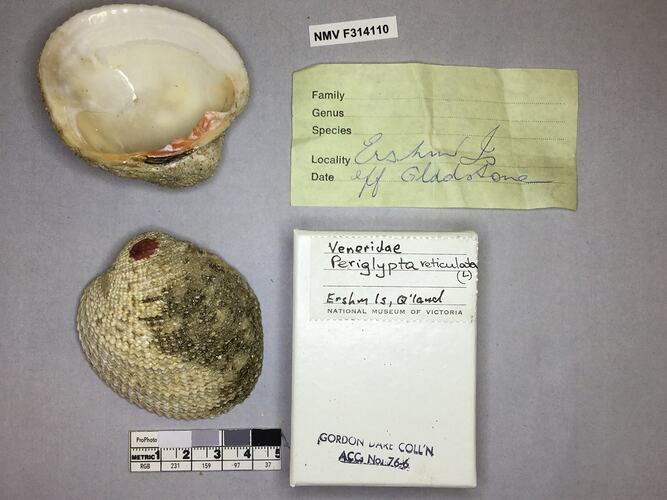 Dry Venus Clam shell beside labels.