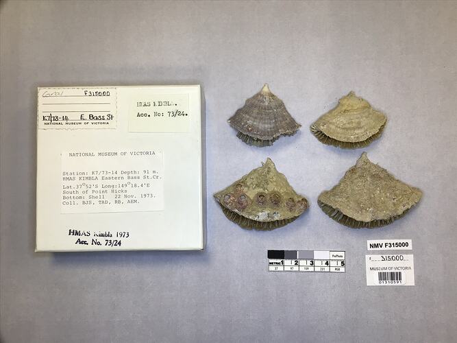 Dry stony coral specimens beside labels.