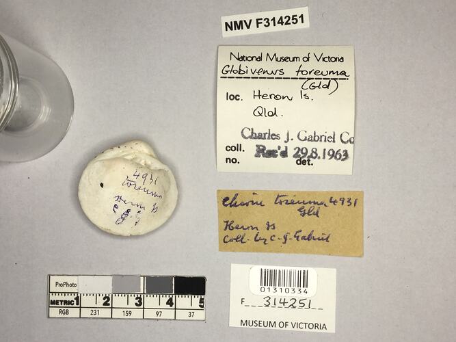Dry Venus Clam shell beside labels.