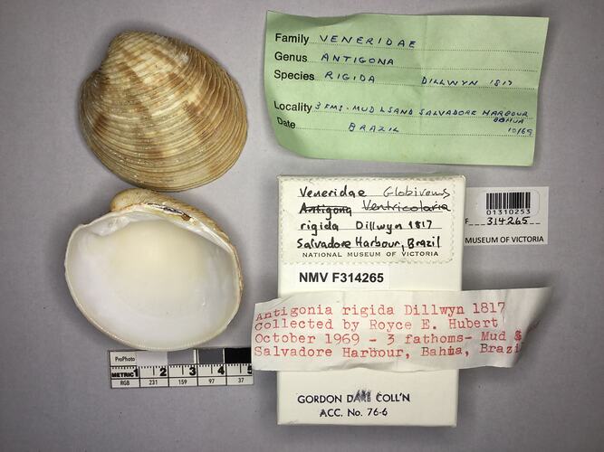 Dry Venus Clam shell beside labels.
