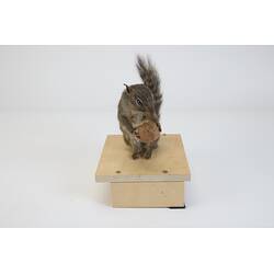 <em>Sciurotamias davidianus</em>, Père David's Rock Squirrel. [C 23782]