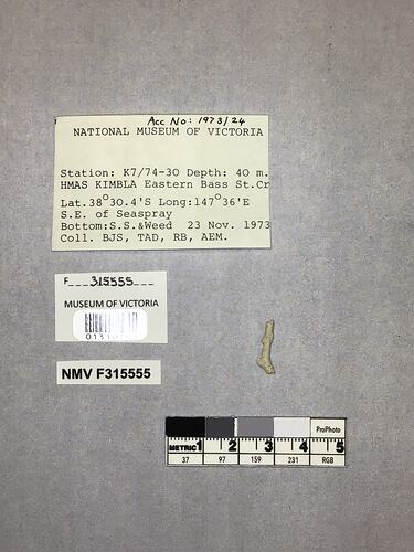 Dry stony coral specimen beside labels.