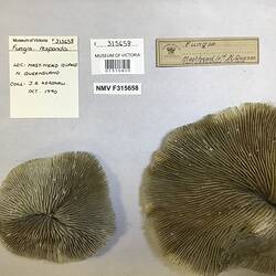 Dry coral specimens beside labels.