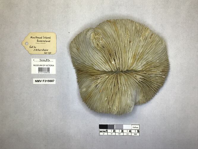 Dry coral specimen beside labels.