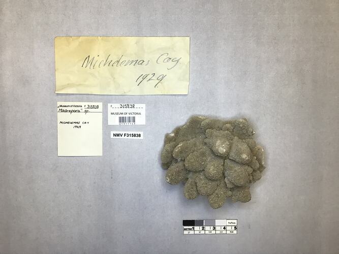 Dry stony coral specimen beside labels.