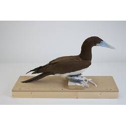 <em>Sula leucogaster plotus</em>, Brown Booby. [B 20950]