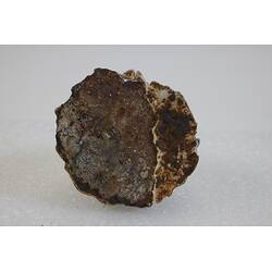 <em>Austromegabalanus nigrescens</em>, Giant Black Barnacle. [J 42413]