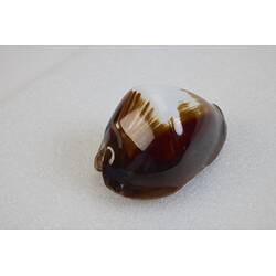<em>Zoila rosselli</em>, cowry. [F 74105]