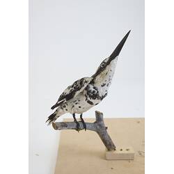 <em>Ceryle rudis leucomelanurus</em>, Pied Kingfisher. [54698]