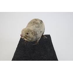 <em>Bathyergus suillus</em>, Cape Dune Mole Rat. [C 30039]