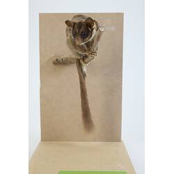 <em>Gymnobelideus leadbeateri</em>, Leadbeater's Possum. [C 31368]