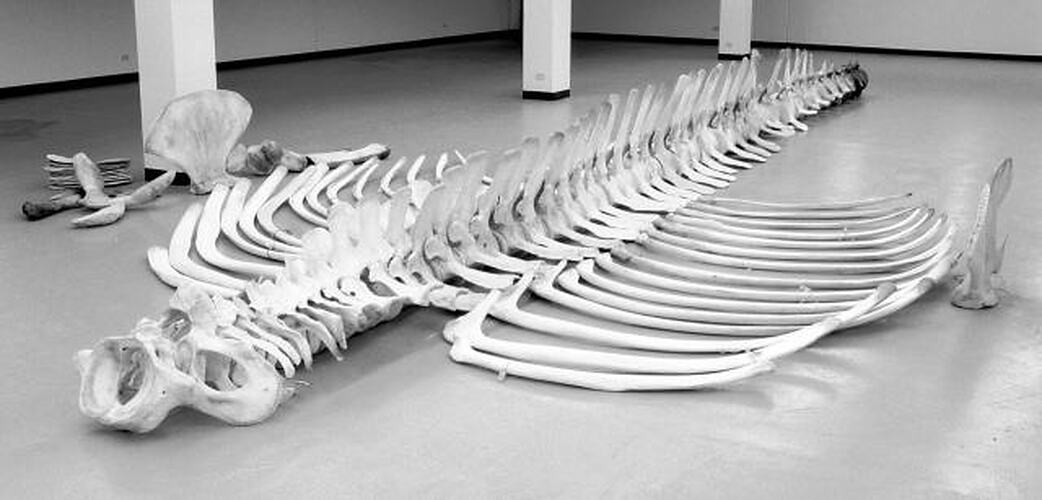 Part of Blue Whale skeleton laid out on floor.