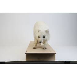<em>Vulpes lagopus</em>, Arctic Fox. [C 29945]