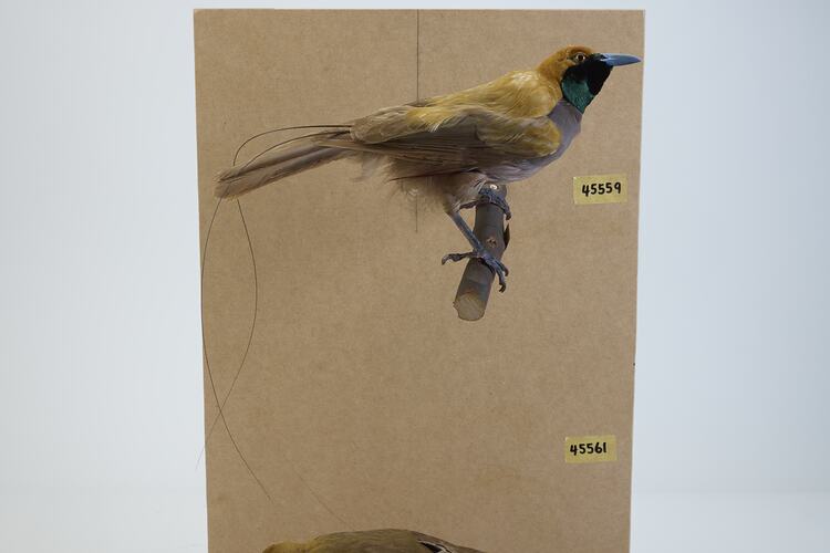 <em>Paradisaea decora</em>, Goldie's Bird-of-Paradise. [45559]