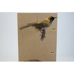 <em>Paradisaea decora</em>, Goldie's Bird-of-Paradise. [45559]