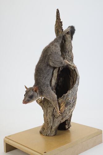<em>Phascogale tapoatafa</em>, Brush-tailed Phascogale. [C 29700]