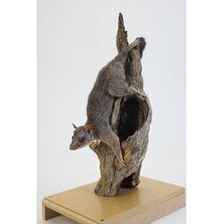 Our Wondrous Planet, Our Wild Family: Taxidermy Mount - Brush-tailed Phascogale, <em>Phascogale tapoatafa</em> (Meyer, 1793)