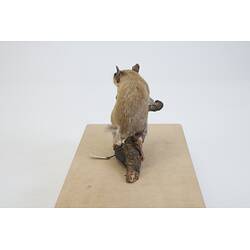 <em>Eliomys quercinus</em>, Garden Dormouse. [C 30076]