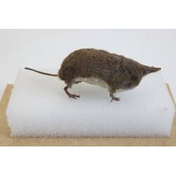 <em>Sorex alpinus</em>, Alpine Shrew. [C 30186]