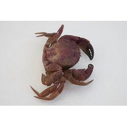 <em>Nectocarcinus integrifrons</em>, Rough Rock Crab. [J 27161]