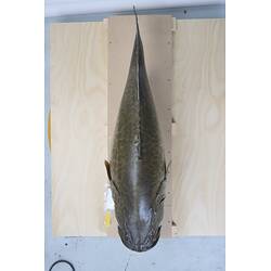 <em>Maccullochella peelii</em>, Murray Cod. [55991]
