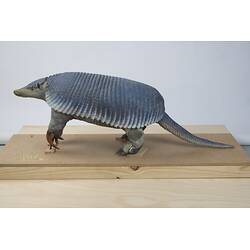 <em>Priodontes maximus</em>, Giant Armadillo. [C 30364]