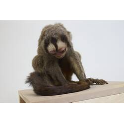 <em>Aotus trivirgatus</em>, Three-striped Night Monkey. [C 30263]