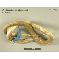 Curled up snake specimen beside scale bar, dorsal view.