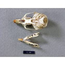 Mouse skull and lower jaw, ventral views.