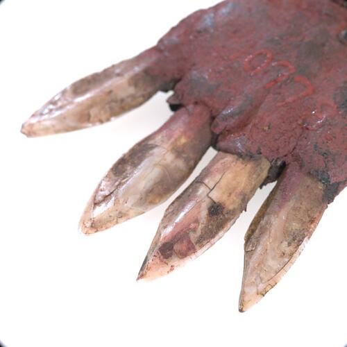 Forehead ornament, kangaroo teeth in spinifex resin (detail)